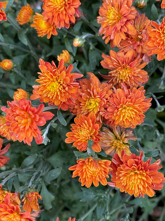 Orange Mums Walk Digital Image Download