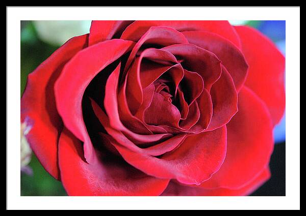 Raw Flowers 22 - Framed Print