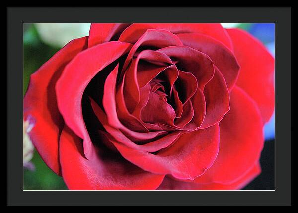 Raw Flowers 22 - Framed Print