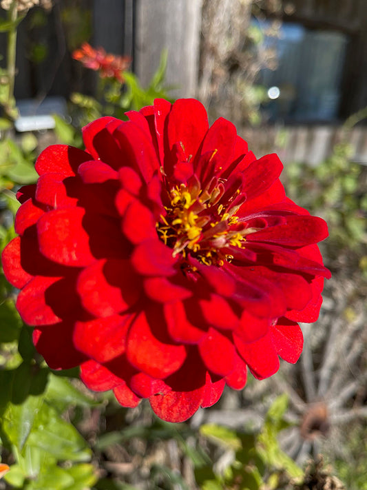 Red Flower In Autumn Digital Image Download