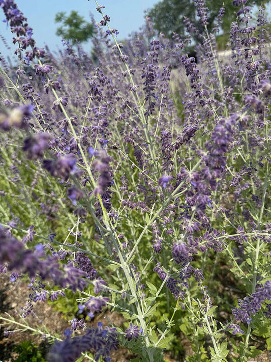Russian Sage - Art Print