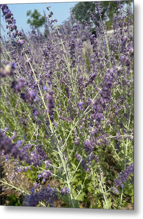 Russian Sage - Metal Print
