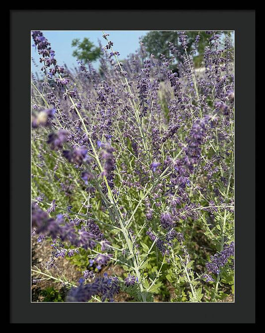 Russian Sage - Framed Print