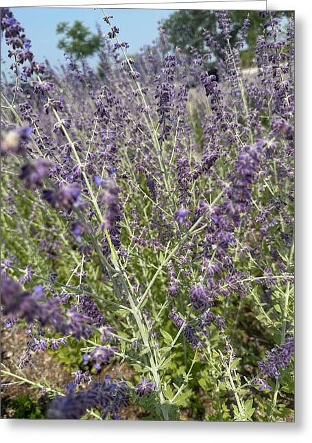 Russian Sage - Greeting Card