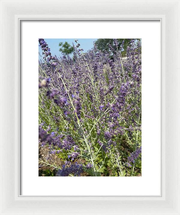 Russian Sage - Framed Print