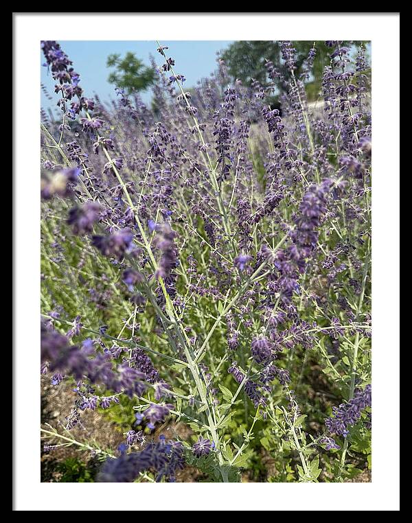 Russian Sage - Framed Print