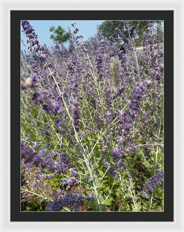 Russian Sage - Framed Print