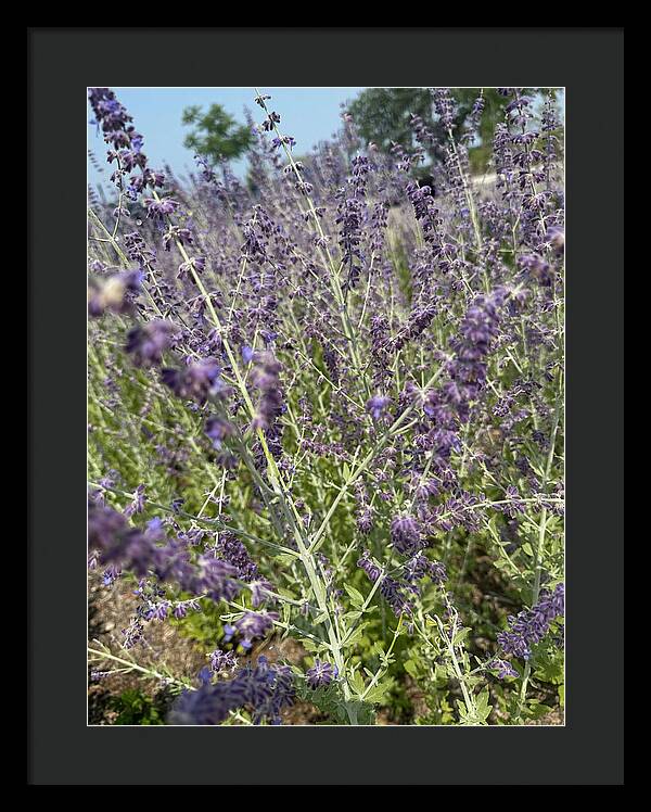 Russian Sage - Framed Print