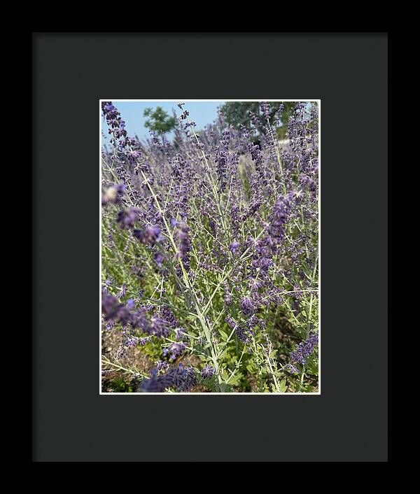 Russian Sage - Framed Print