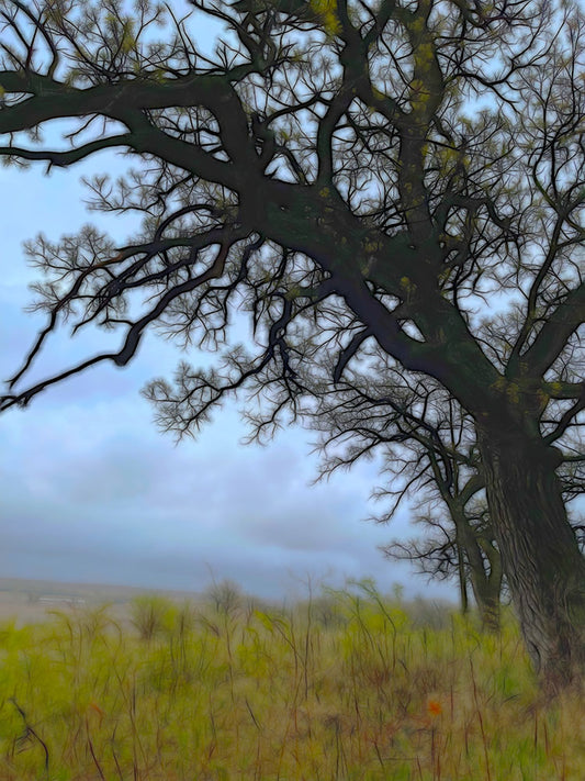 Spring Tree Buds Digital image Download