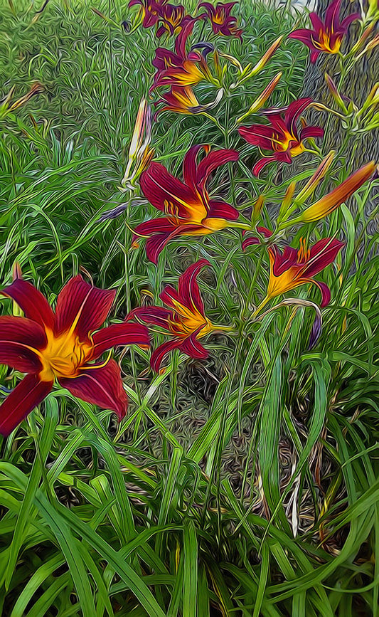 Tigerlily Garden Digital Image Download