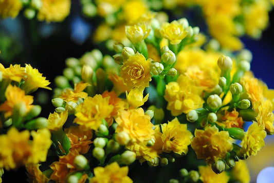 Tiny Yellow Flowers 2 Digital Image Download