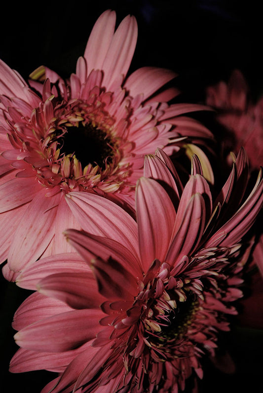 Two Pink Gerbera Daisies Digital Image Download