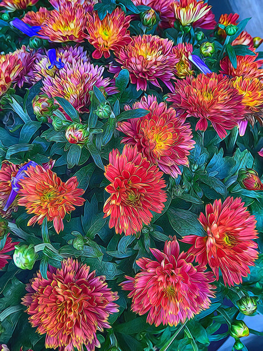 Warm Fall Mums Digital Image Download