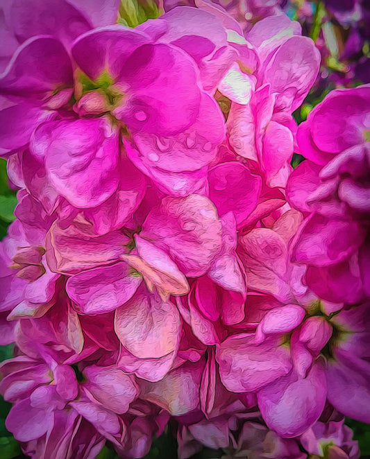Wet Pink Flowers Digital Image Download