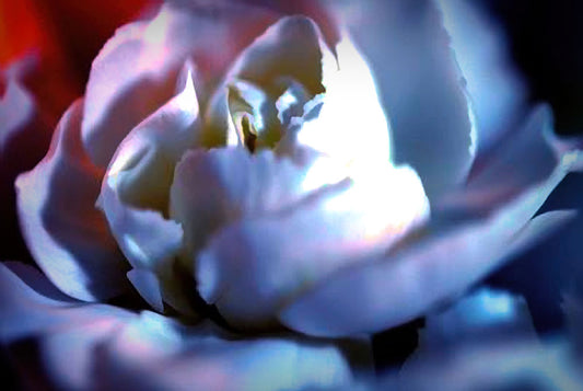 White Carnation Abstract digital Image Download