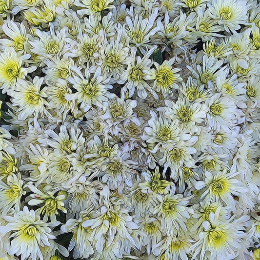 White Mums Digital Image Download