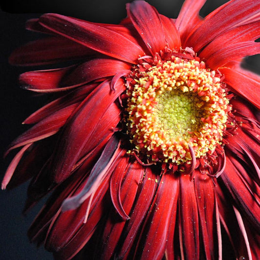 Wilting Gerbera Daisy Digital Image Download