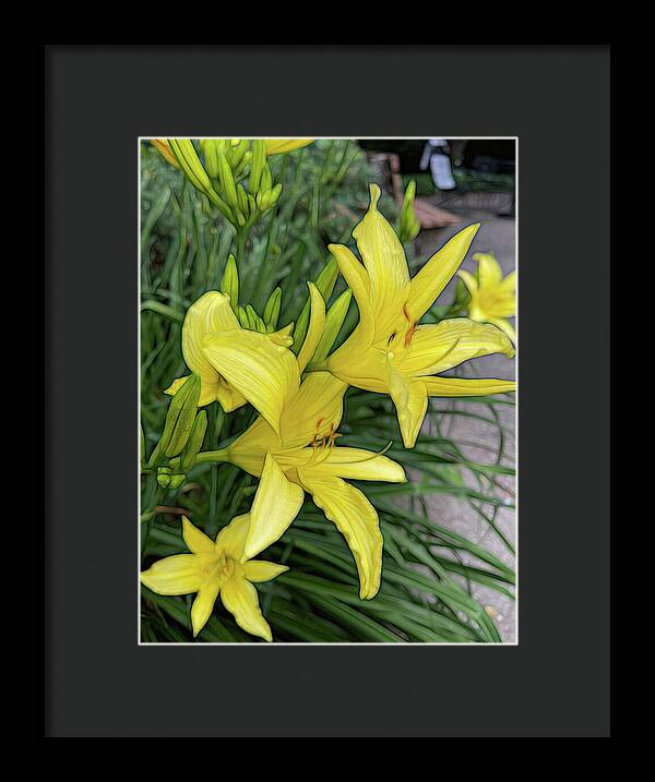 Yellow Daylilies In July - Framed Print