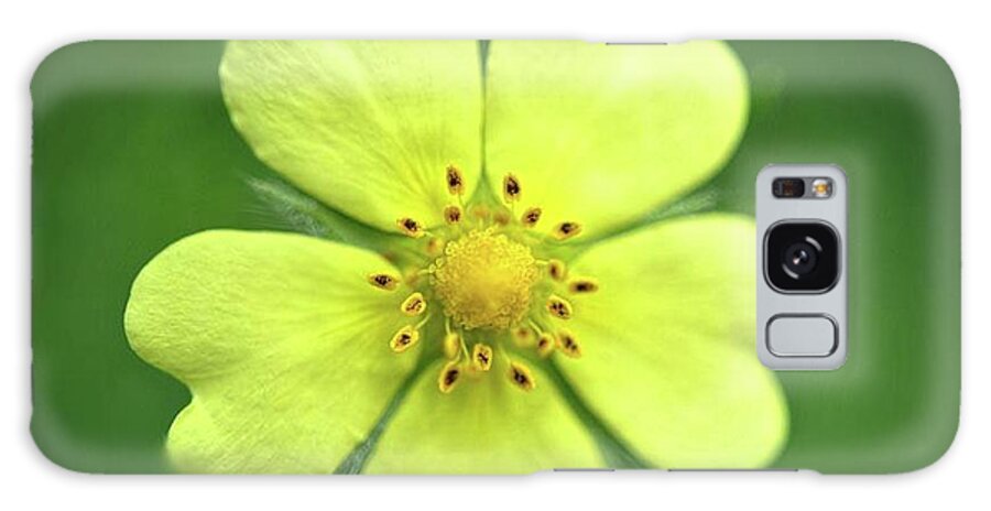 Yellow Wildflower - Phone Case