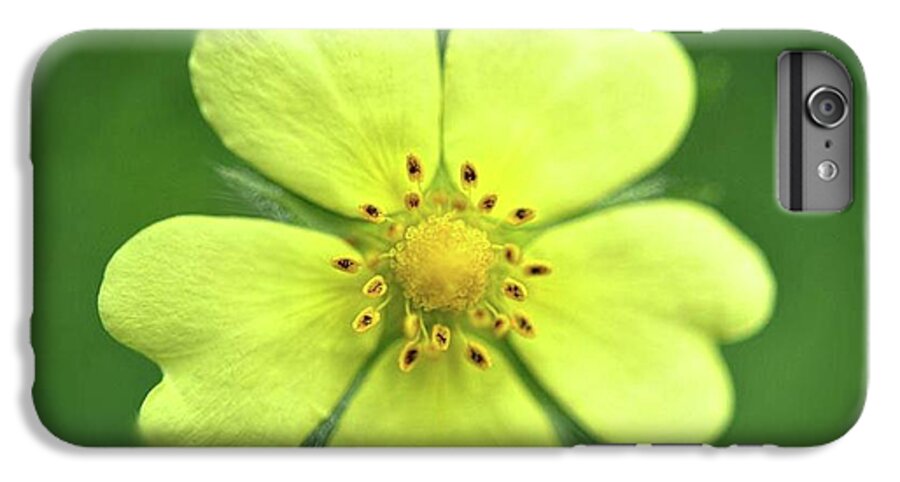 Yellow Wildflower - Phone Case