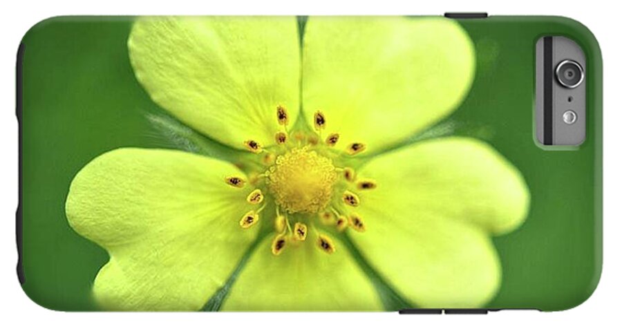 Yellow Wildflower - Phone Case