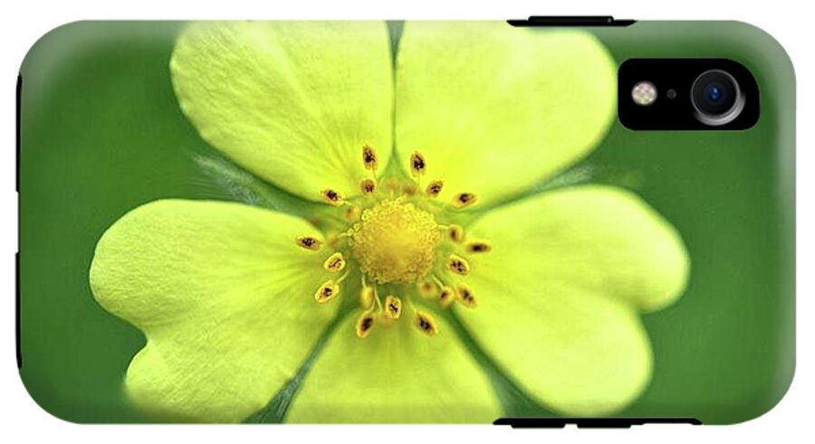 Yellow Wildflower - Phone Case