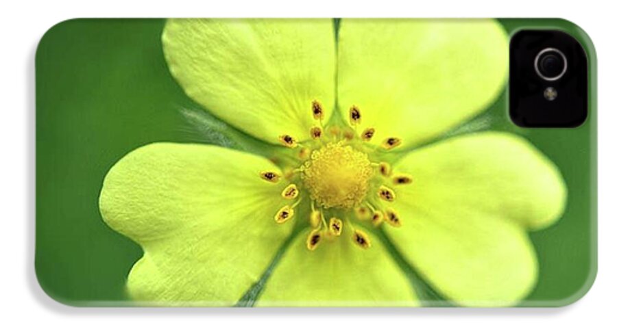 Yellow Wildflower - Phone Case