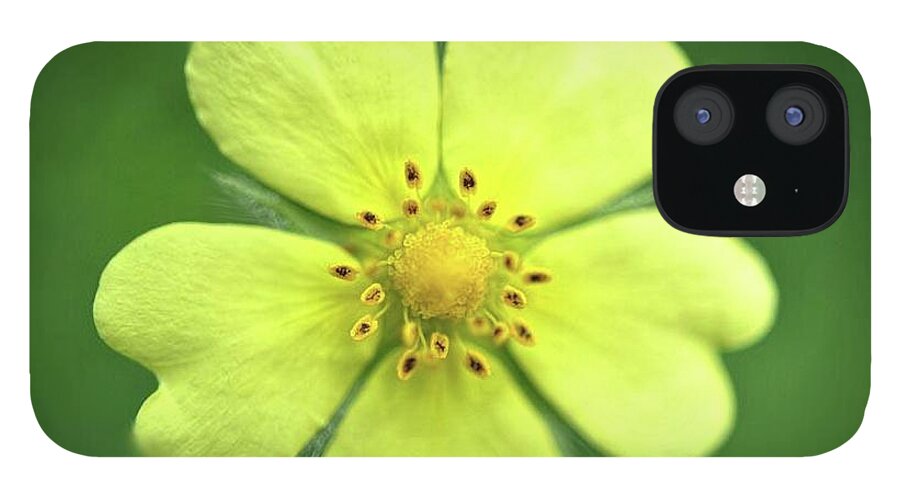Yellow Wildflower - Phone Case