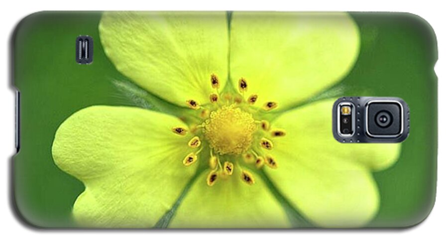 Yellow Wildflower - Phone Case