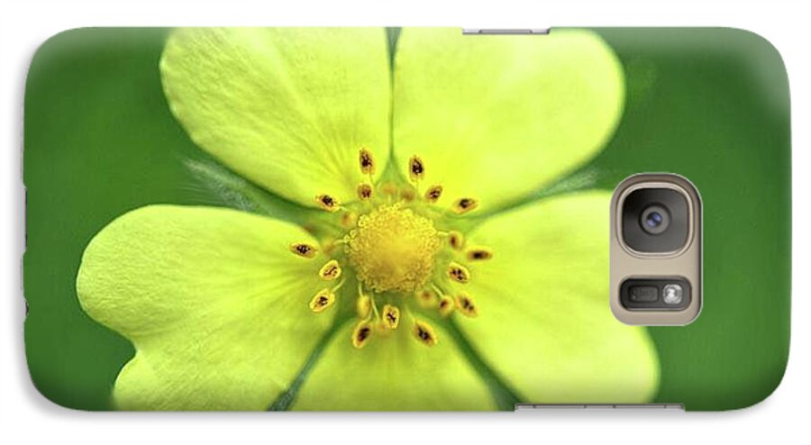 Yellow Wildflower - Phone Case