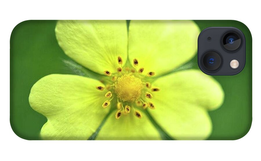 Yellow Wildflower - Phone Case