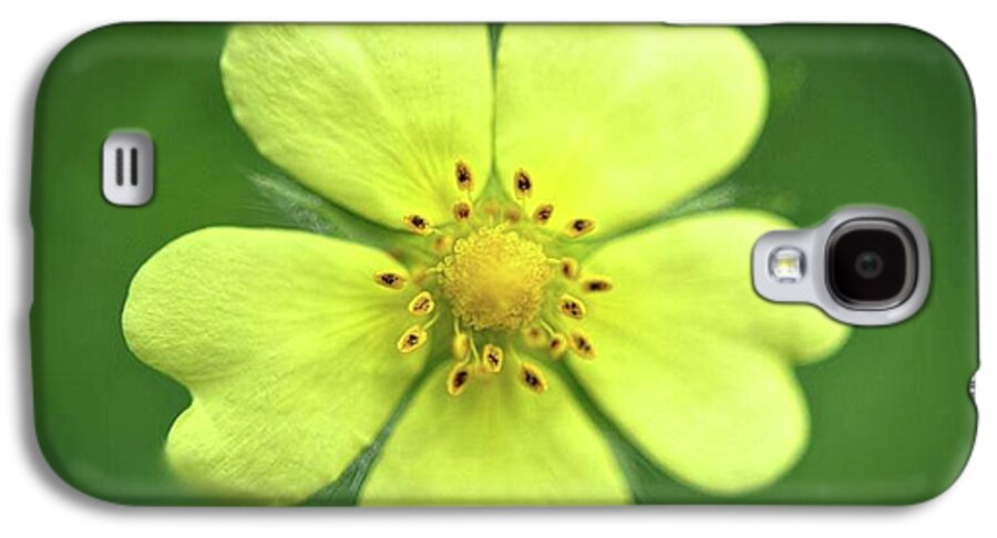 Yellow Wildflower - Phone Case