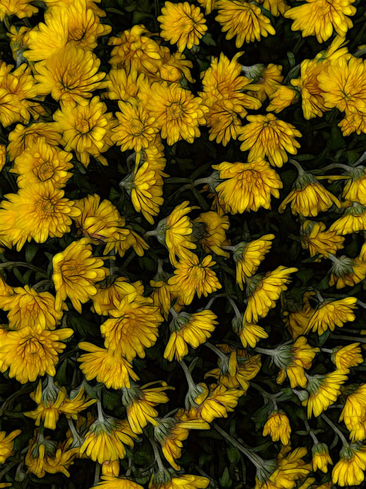 Yellow Mums Walk Digital Image Download