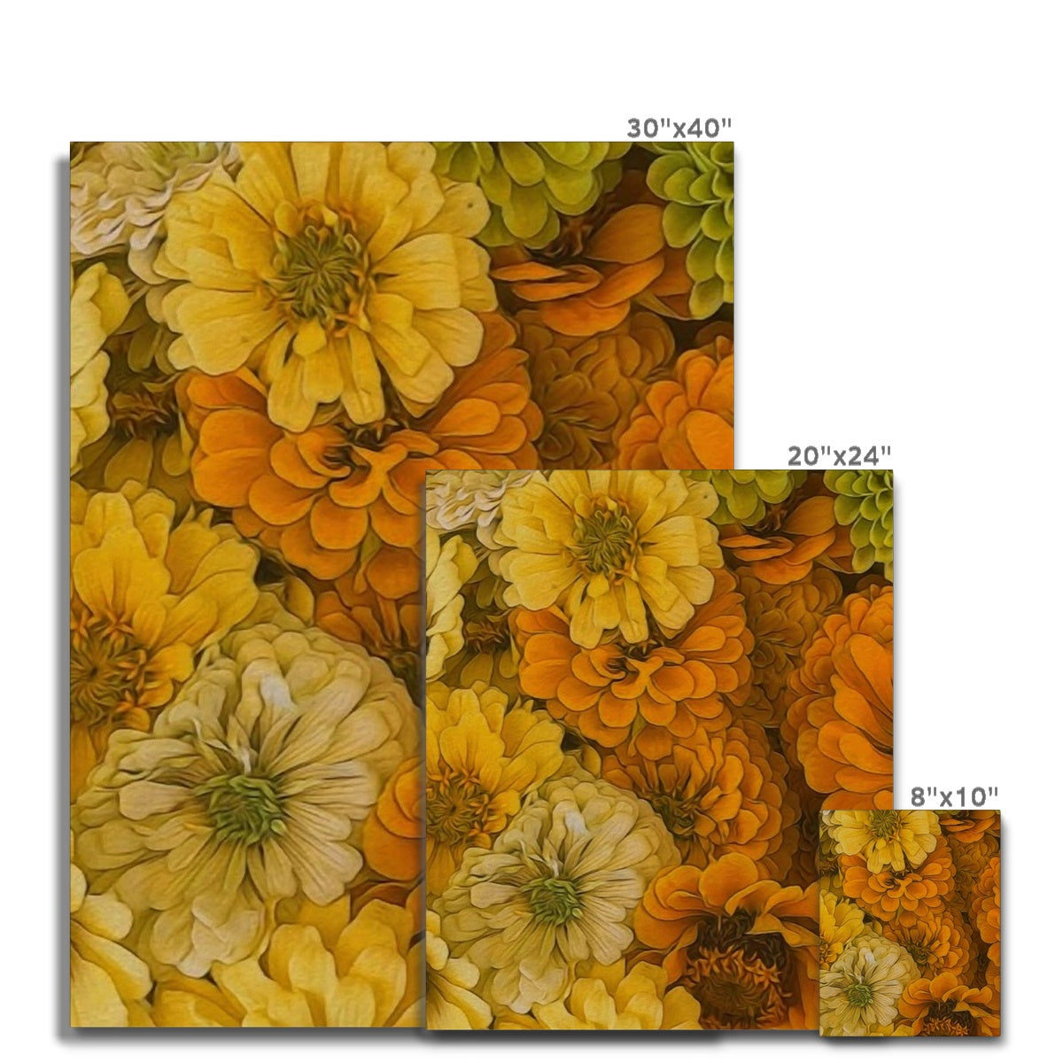 Yellow Zinnias Canvas