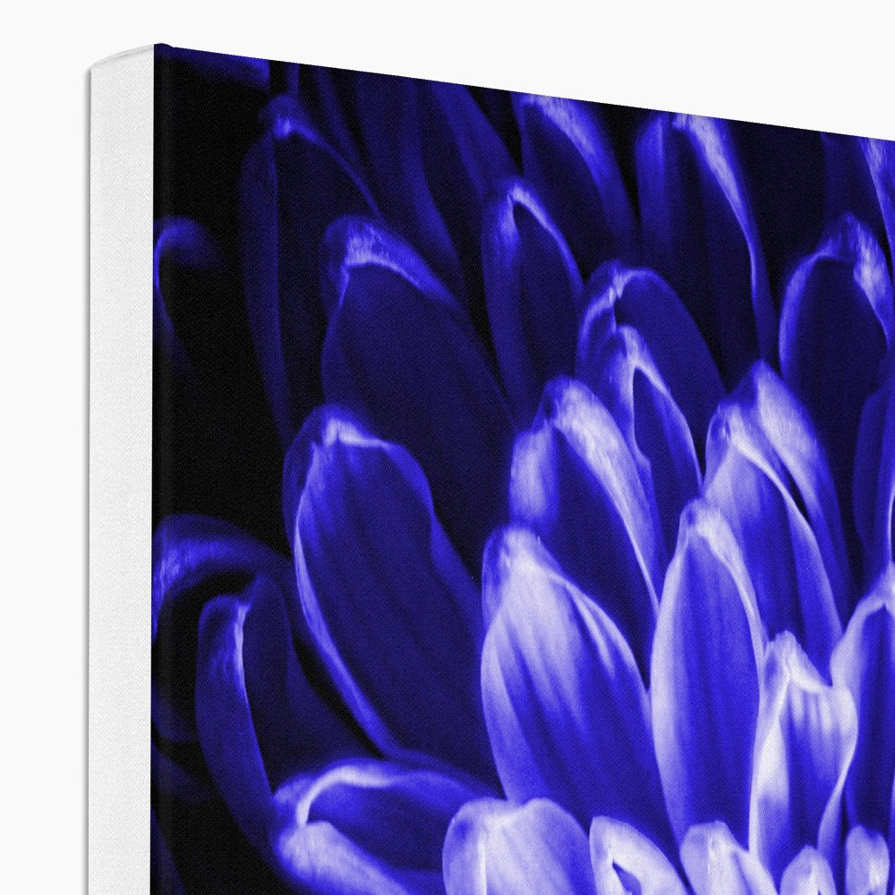 Blue Chrysanthemum Canvas