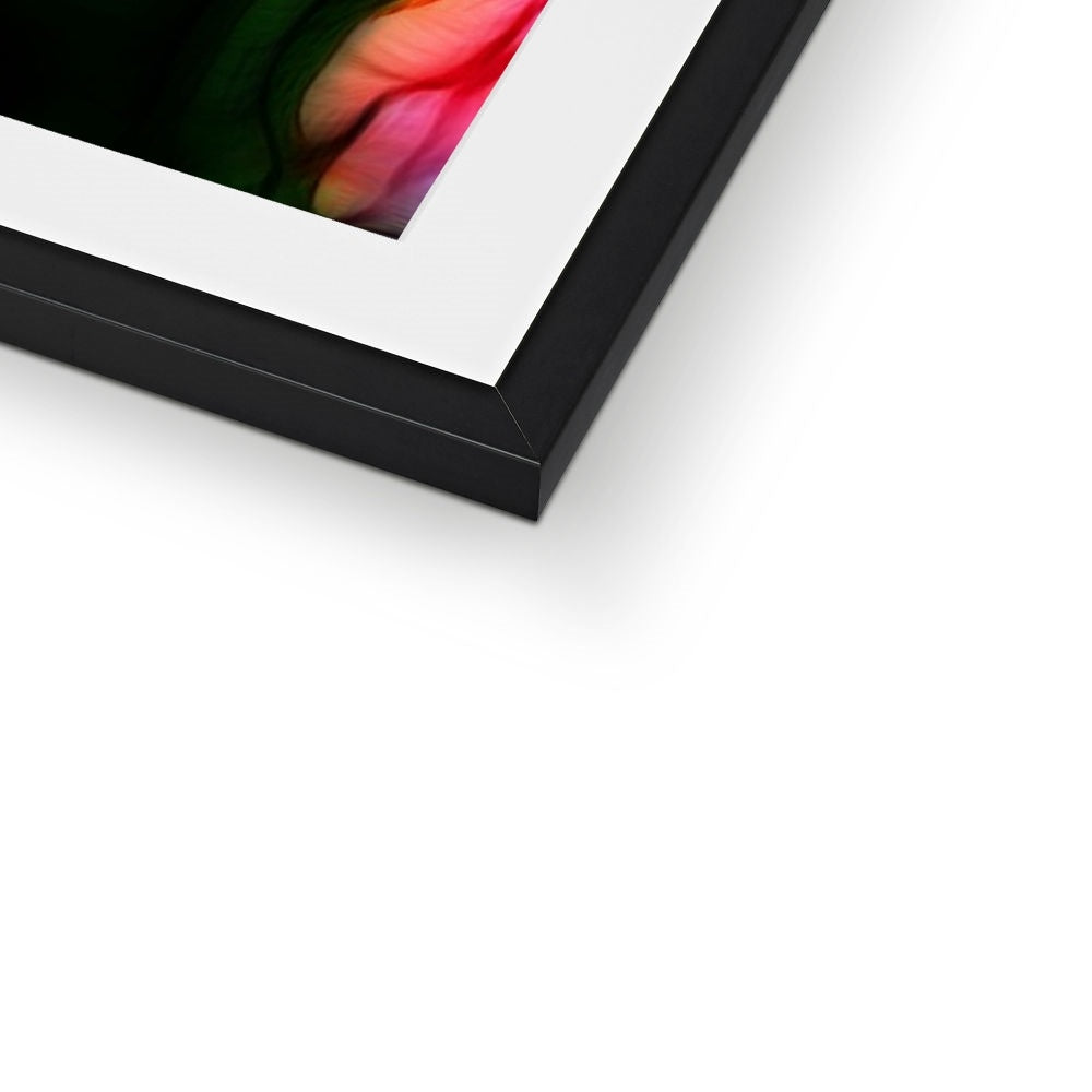 Pink Tulips Framed & Mounted Print