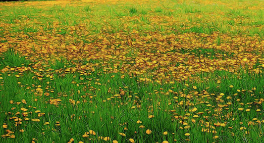 Dandelion Field - Art Print