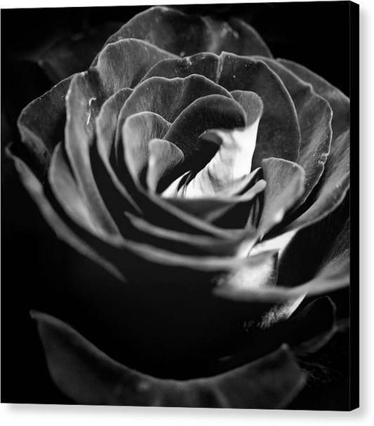 Large Black and White Rose - Canvas Print