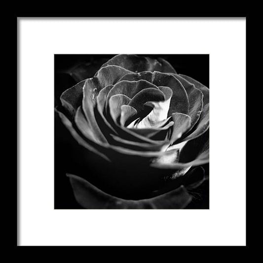 Large Black and White Rose - Framed Print