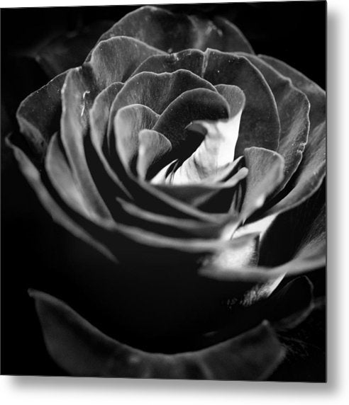 Large Black and White Rose - Metal Print