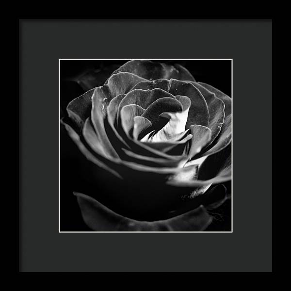 Large Black and White Rose - Framed Print