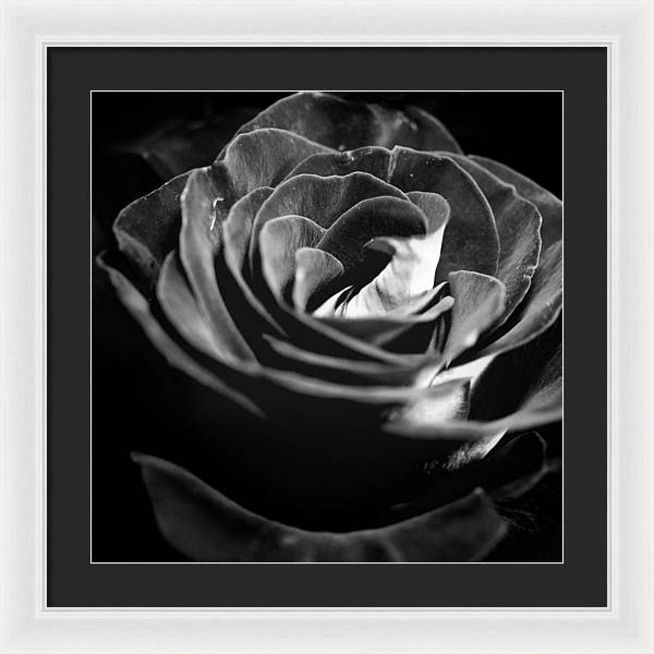 Large Black and White Rose - Framed Print