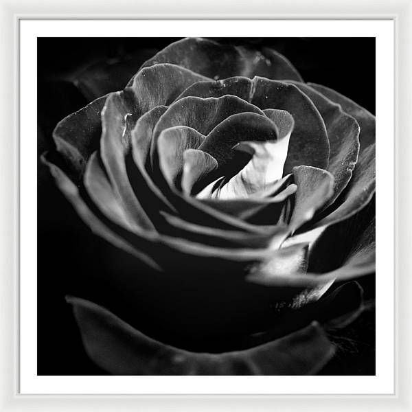 Large Black and White Rose - Framed Print