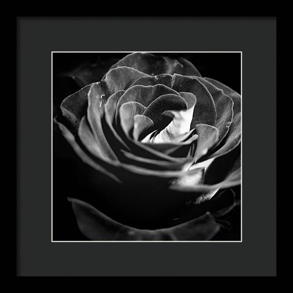 Large Black and White Rose - Framed Print