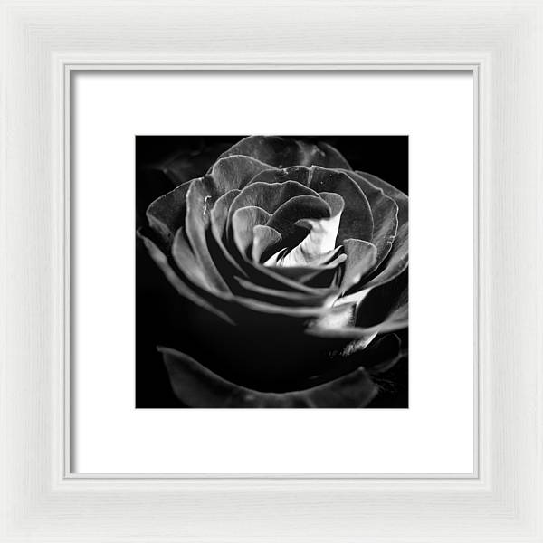 Large Black and White Rose - Framed Print