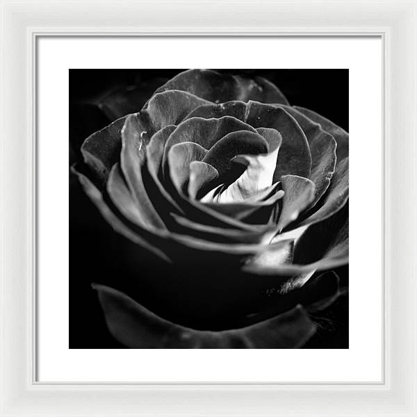 Large Black and White Rose - Framed Print