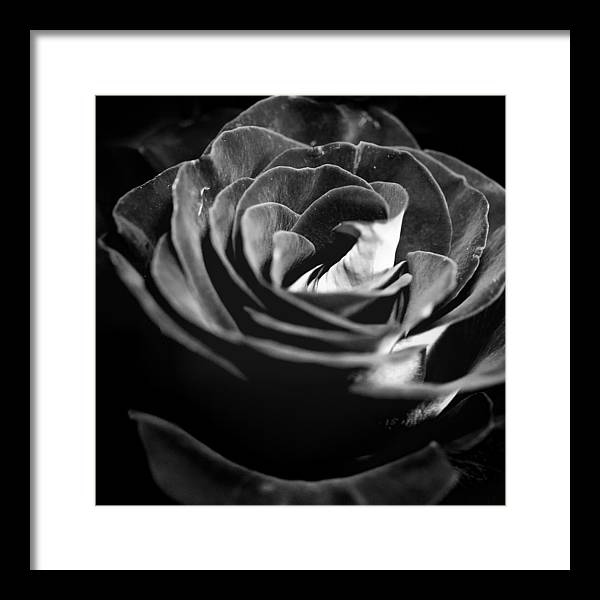 Large Black and White Rose - Framed Print