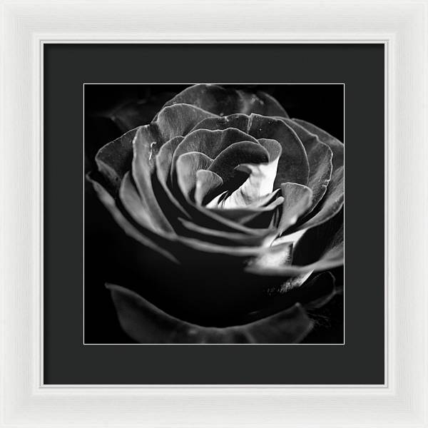 Large Black and White Rose - Framed Print