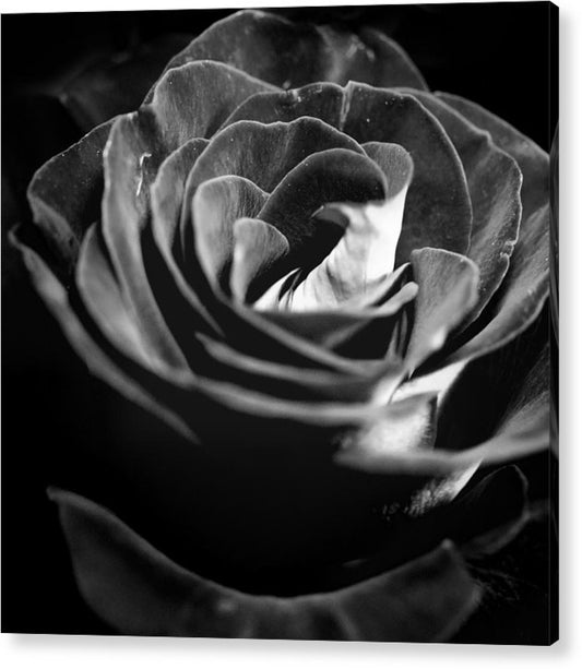 Large Black and White Rose - Acrylic Print